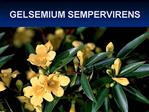 GELSEMIUM SEMPERVIRENS