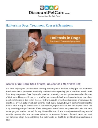 Halitosis in Dogs: Treatment, Causes & Symptoms