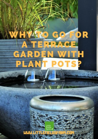Why To Go For A Terrace Garden With Plant Pots?