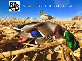 Guided Duck Hunt Colorado