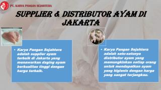 Supplier & Distributor Ayam di Jakarta