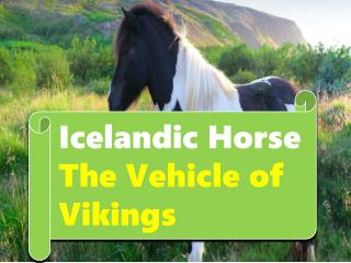 Icelandic Horse - The Vehicle of Vikings