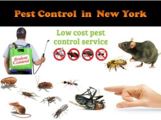 Pest Control in New York