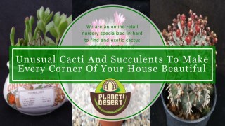 Make House Beautiful with Unusual Cacti And Succulents