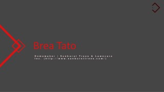 Brea L Tato Homemaker From Florida