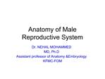 Anatomy of Male Reproductive System