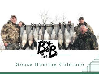 Goose Hunting In Colorado