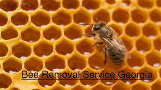 Bee Removal Service in Georgia