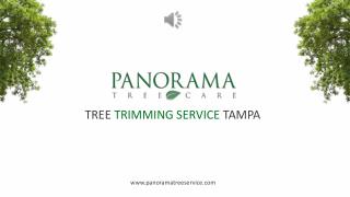 Tree Trimming Service Tampa - Panorama Tree Service