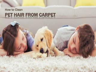 Excellent Methods- Removing Pet Hair From Carpet