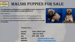 Malshi Puppies For Sale