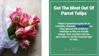 Get The Most Out Of Parrot Tulips