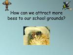 How can we attract more bees to our school grounds
