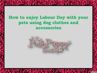 How to enjoy Labour Day with your pets using dog clothes and accessories