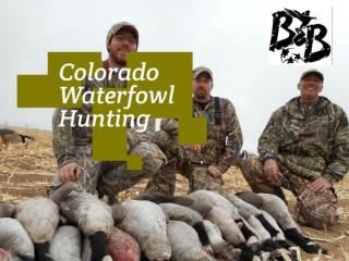 Colorado Goose Hunting Guides