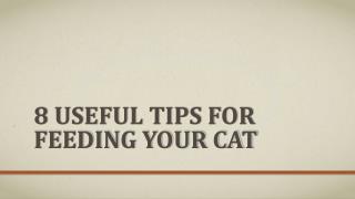 8 Useful Tips For Feeding Your Cat