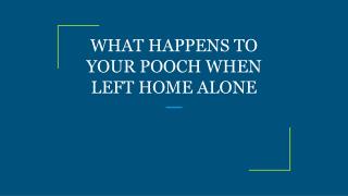 WHAT HAPPENS TO YOUR POOCH WHEN LEFT HOME ALONE