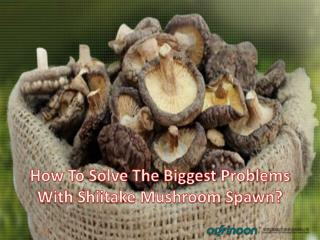 How To Solve The Biggest Problems With Shiitake Mushroom Spawn?