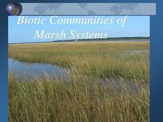 Biotic Communities of 		Marsh Systems