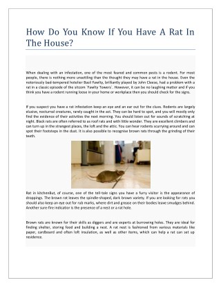 How Do You Know If You Have A Rat In The House?