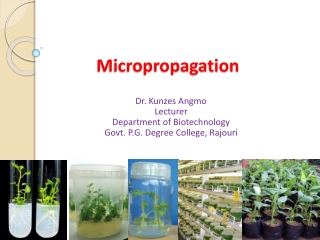 Micropropagation