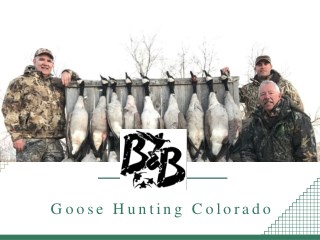 Goose Hunting Colorado