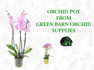 Orchid Pot on Sale