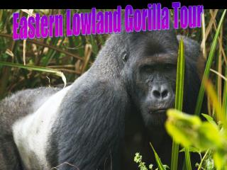 Eastern Lowland Gorilla Tour