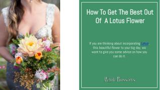 Find the greatest discount on lotus flower delivery