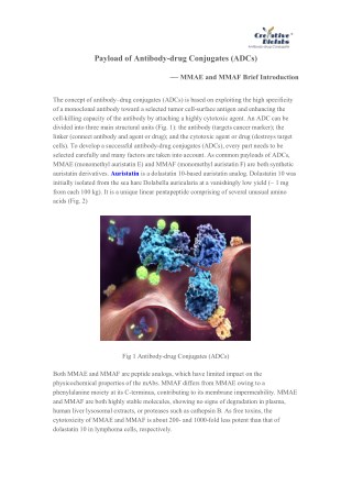 Payload of Antibody-drug Conjugates (ADCs) â€” MMAE and MMAF Brief Introduction