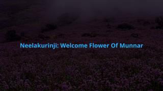 Welcome Flower Of Munnar Neelakurinji
