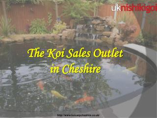 Are you looking for a Koi Pond Filteration centre in Cheshire?