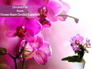 Buy Orchid Pot Only on Greenbarnorchid.com