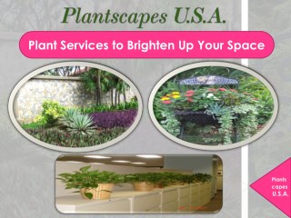 Plant Services to Brighten Up Your Space