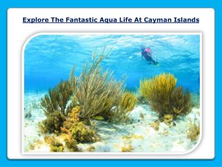 Explore The Fantastic Aqua Life At Cayman Islands