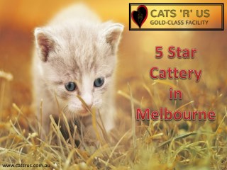 Reliable Cat Sitter in Melbourne - Cats R Us