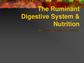 The Ruminant Digestive System &amp; Nutrition