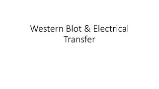 Western Blot