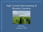 High Tunnel Intercropping at Bluebird Gardens