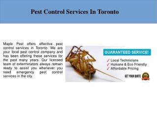 Pest Control Toronto