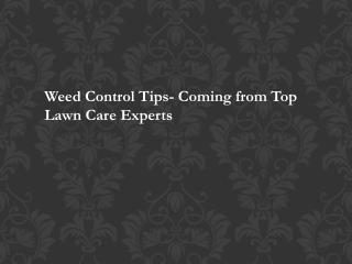 Weed Control Tips- Coming from Top Lawn Care Experts TurfWorks