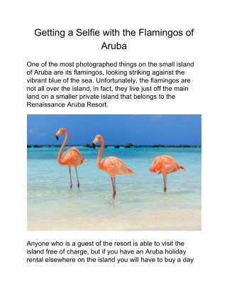 Getting a Selfie with the Flamingos of Aruba