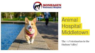#1 Animal Hospital in Middletown