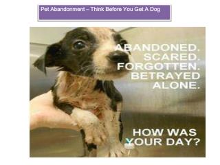 Pet Abandonment Issues and Facts | GetMyPet