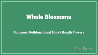 Buy Baby’s breath in Bulk from Whole Blossoms