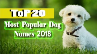 Top 20 Most Popular Dog Names 2018 !! Cute Boy and Girl Dog Names