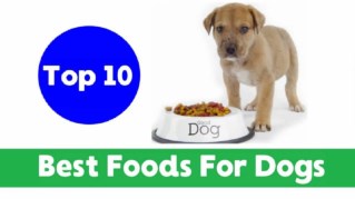 Top 10 Best Human Foods for Dogs 2018 !! Dog Health Tips 2018