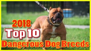 Top 10 Most Dangerous Dog Breeds in the World 2018