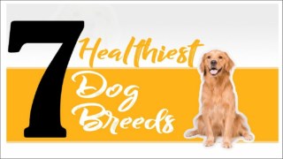 7 Most Healthy And The Most Fit Dog Breeds In The World 2018