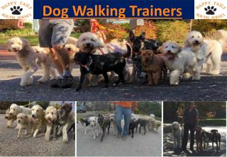 Dog Walking Trainers in New Jersey